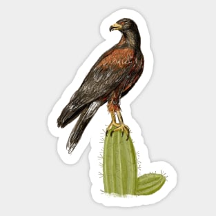 Harris Hawk Sticker